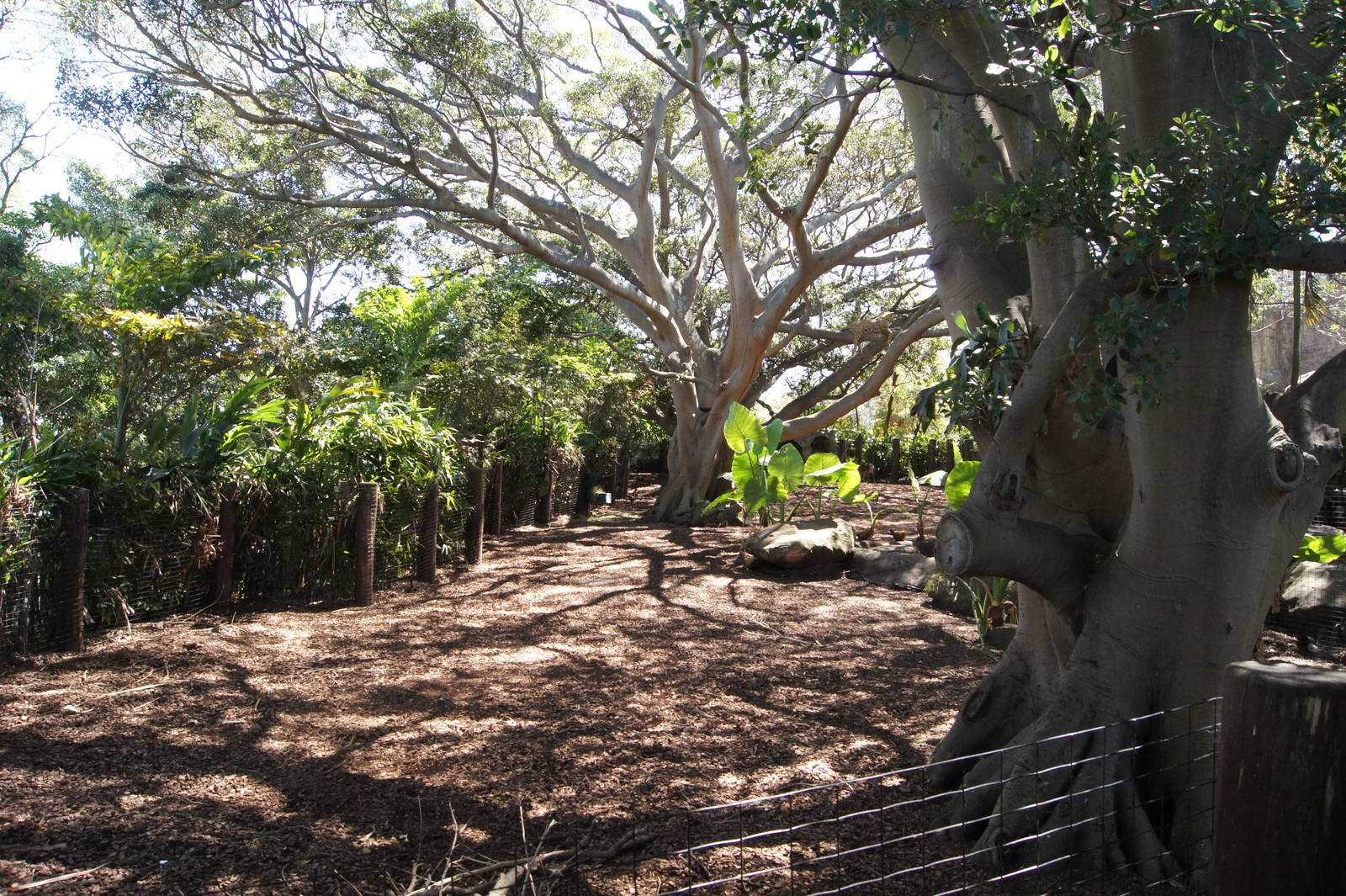 Wild Asia: Chital Deer/ Red Junglefowl Exhibit