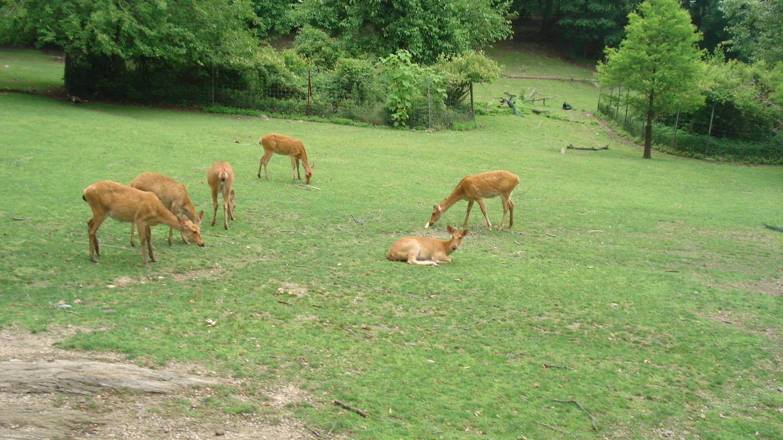 wild asia deer exhibit