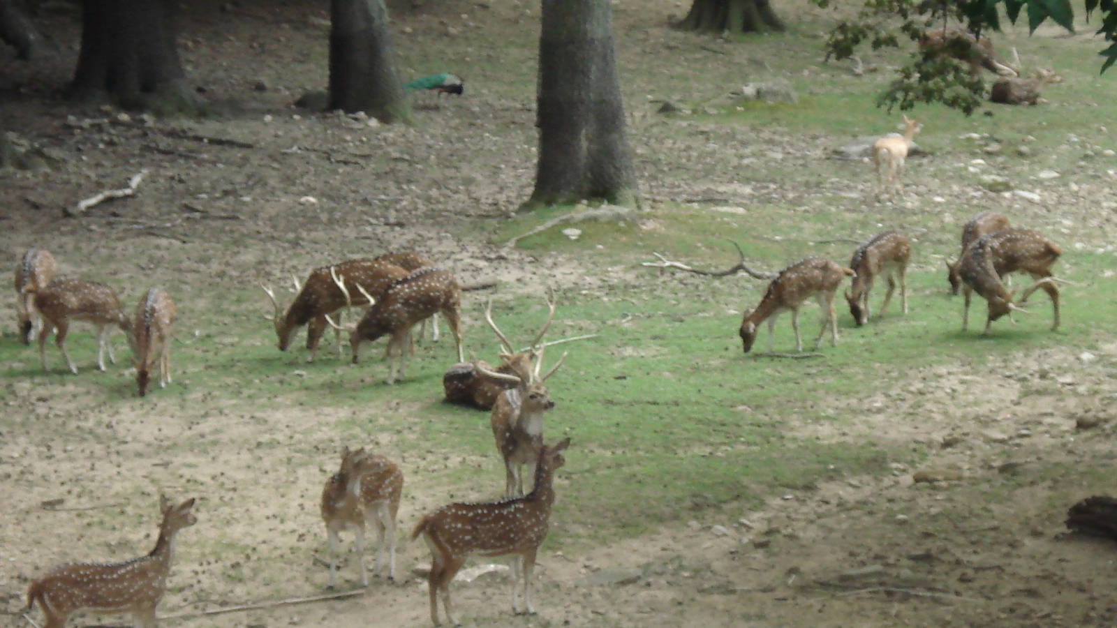 wild asia deer