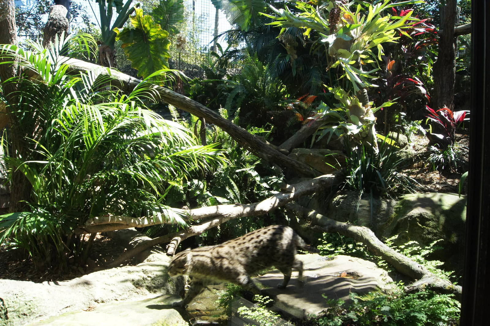 Wild Asia: Fishing Cat Exhibit