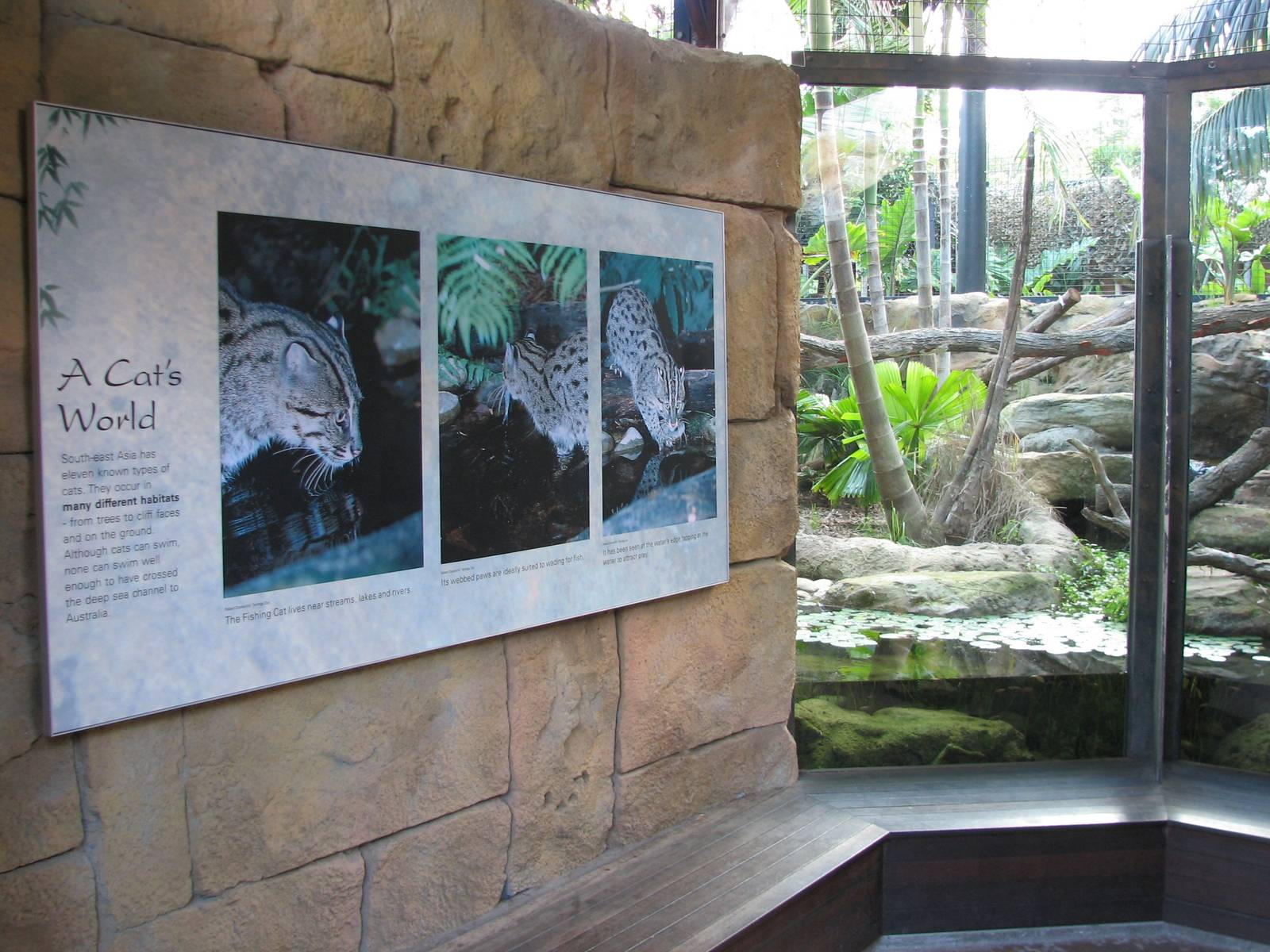 Wild Asia Fishing Cat Exhibit