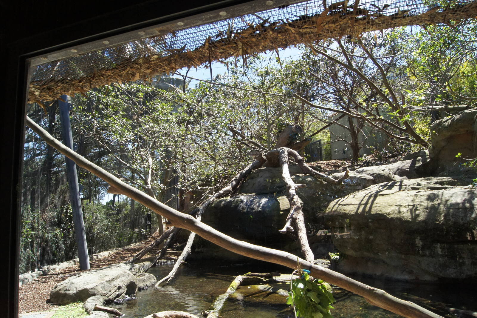 Wild Asia: Francois Langur Exhibit