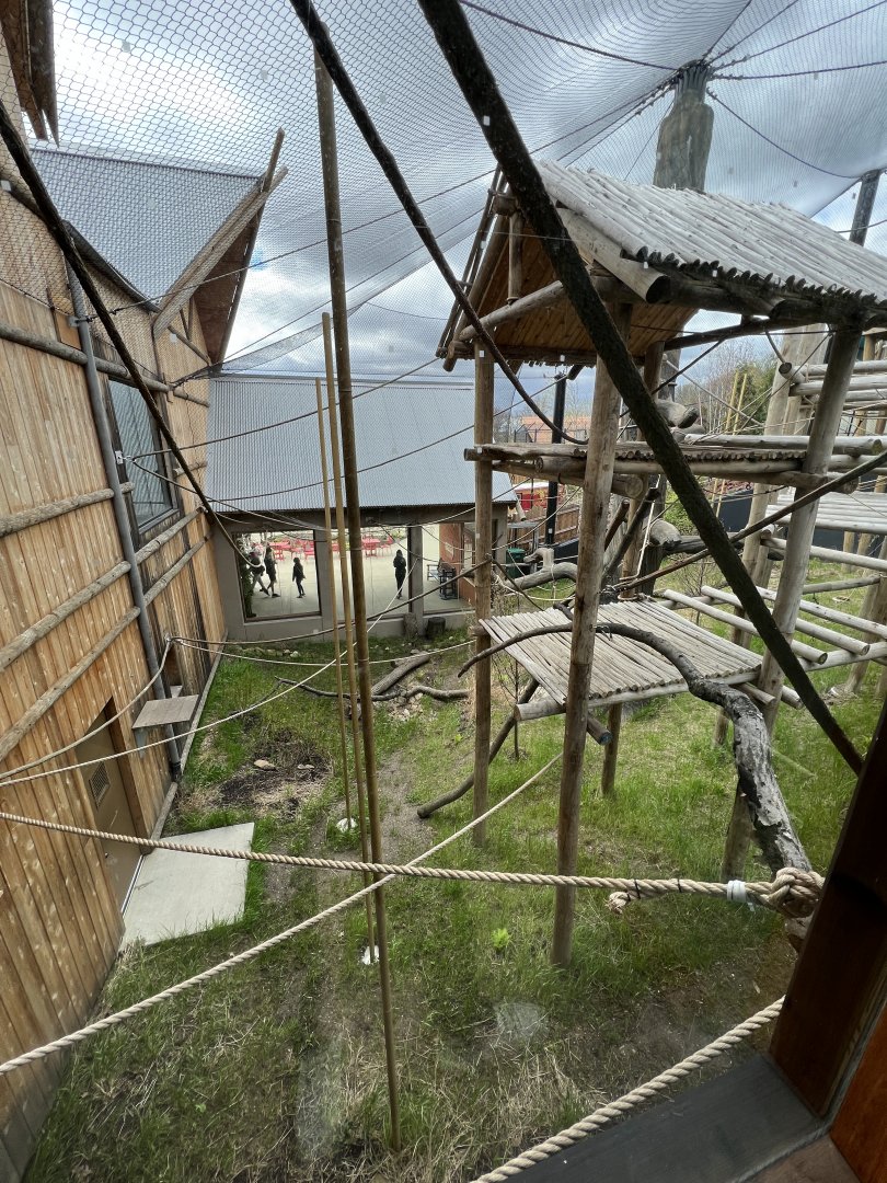 Wild Asia Gibbon Exhibit