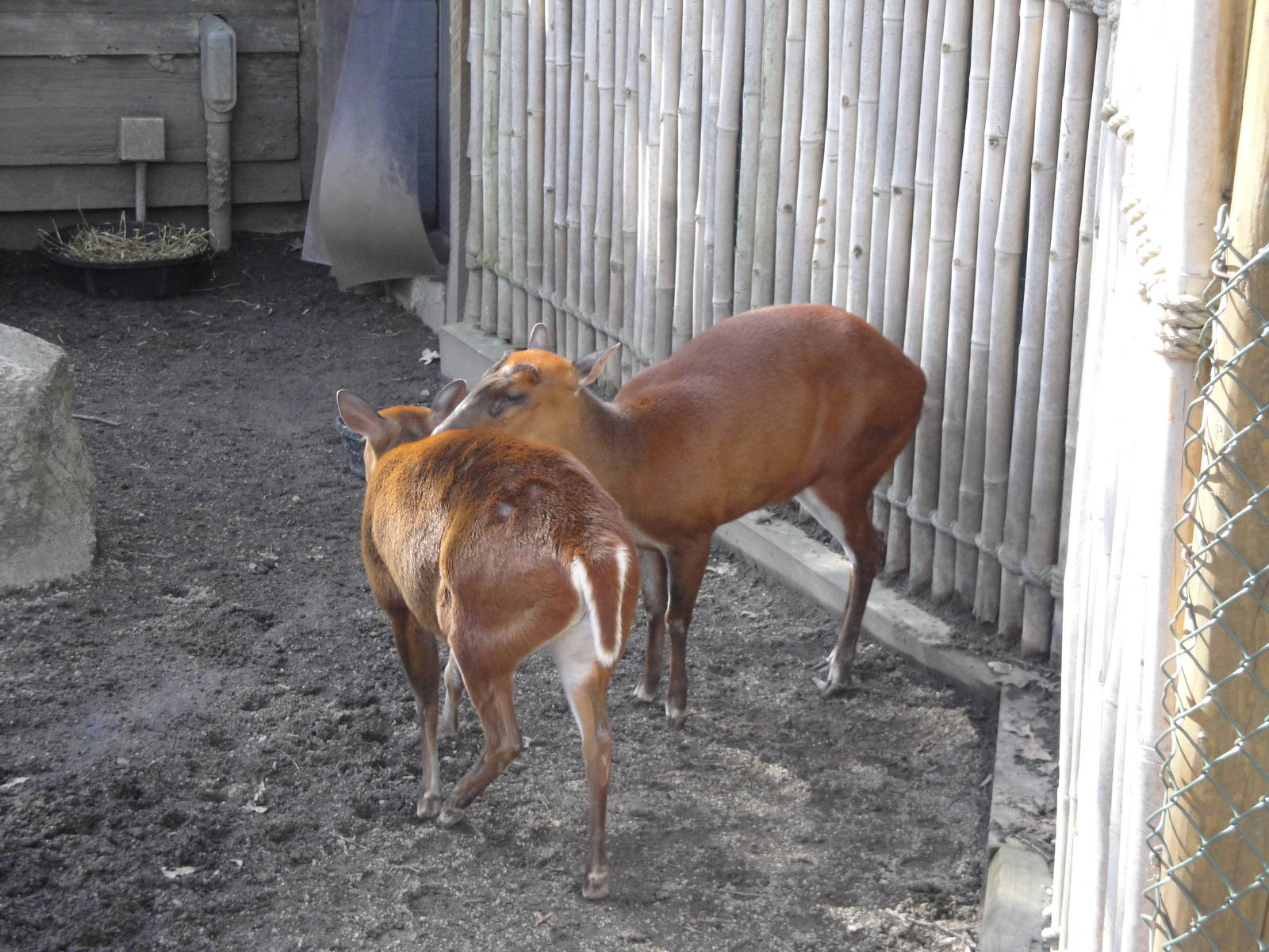Wild Asia - Indian Muntjac