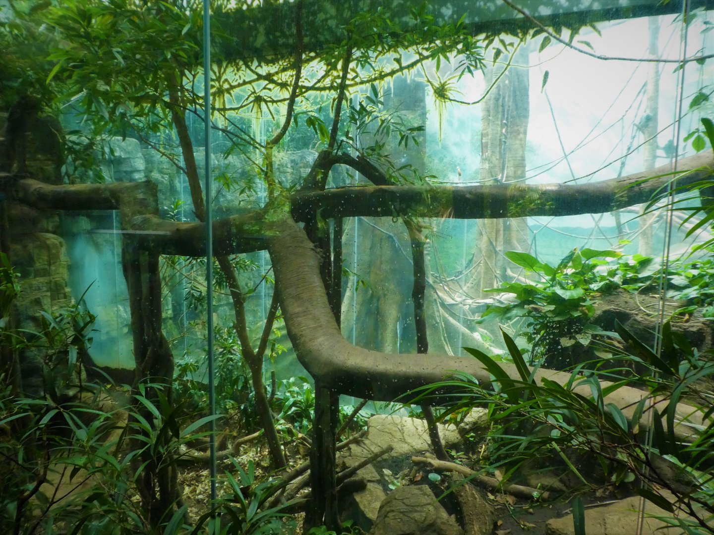 Wild Asia - JungleWorld - Amur Leopard Exhibit