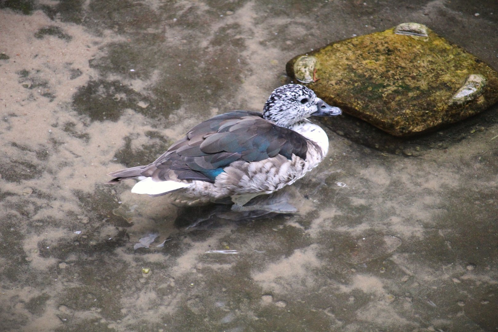 Wild Asia - JungleWorld - Asian Cotton Pygmy-Goose