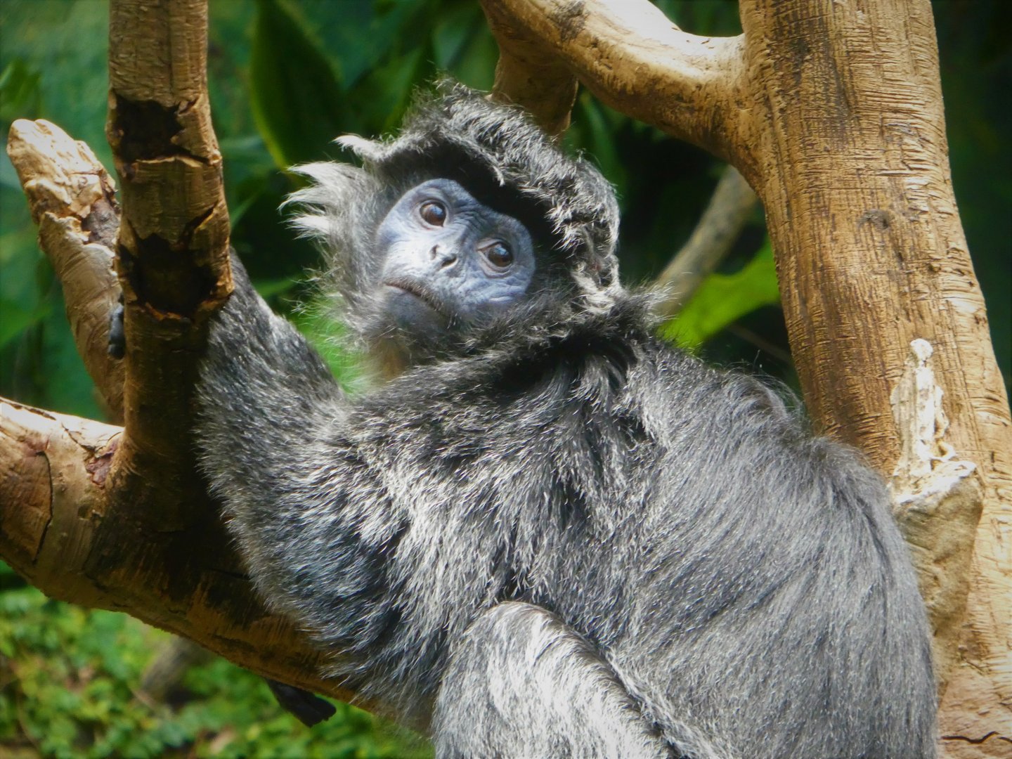 Wild Asia - JungleWorld - East Javan Langur