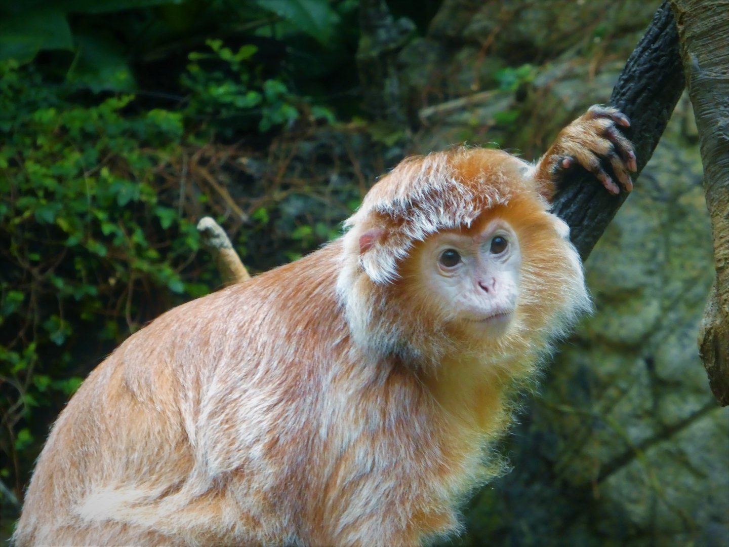 Wild Asia - JungleWorld - East Javan Langur