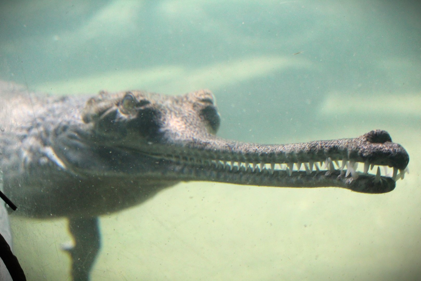 Wild Asia - JungleWorld - Gharial