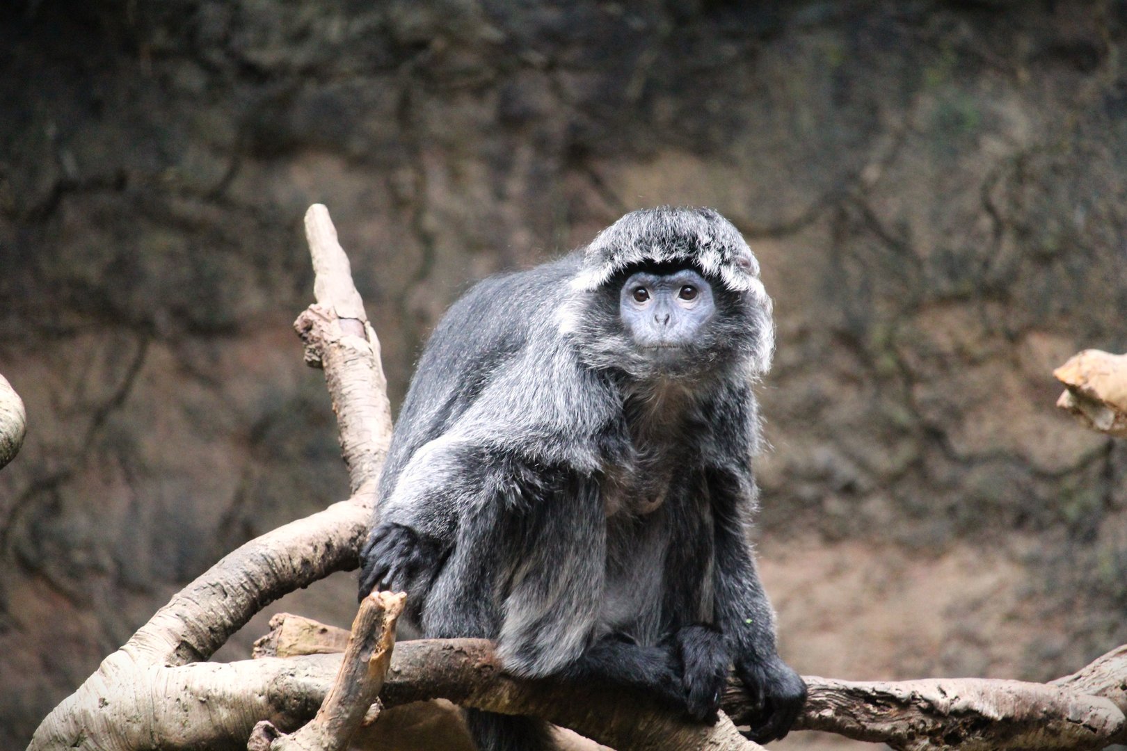 Wild Asia - JungleWorld - Javan Langur