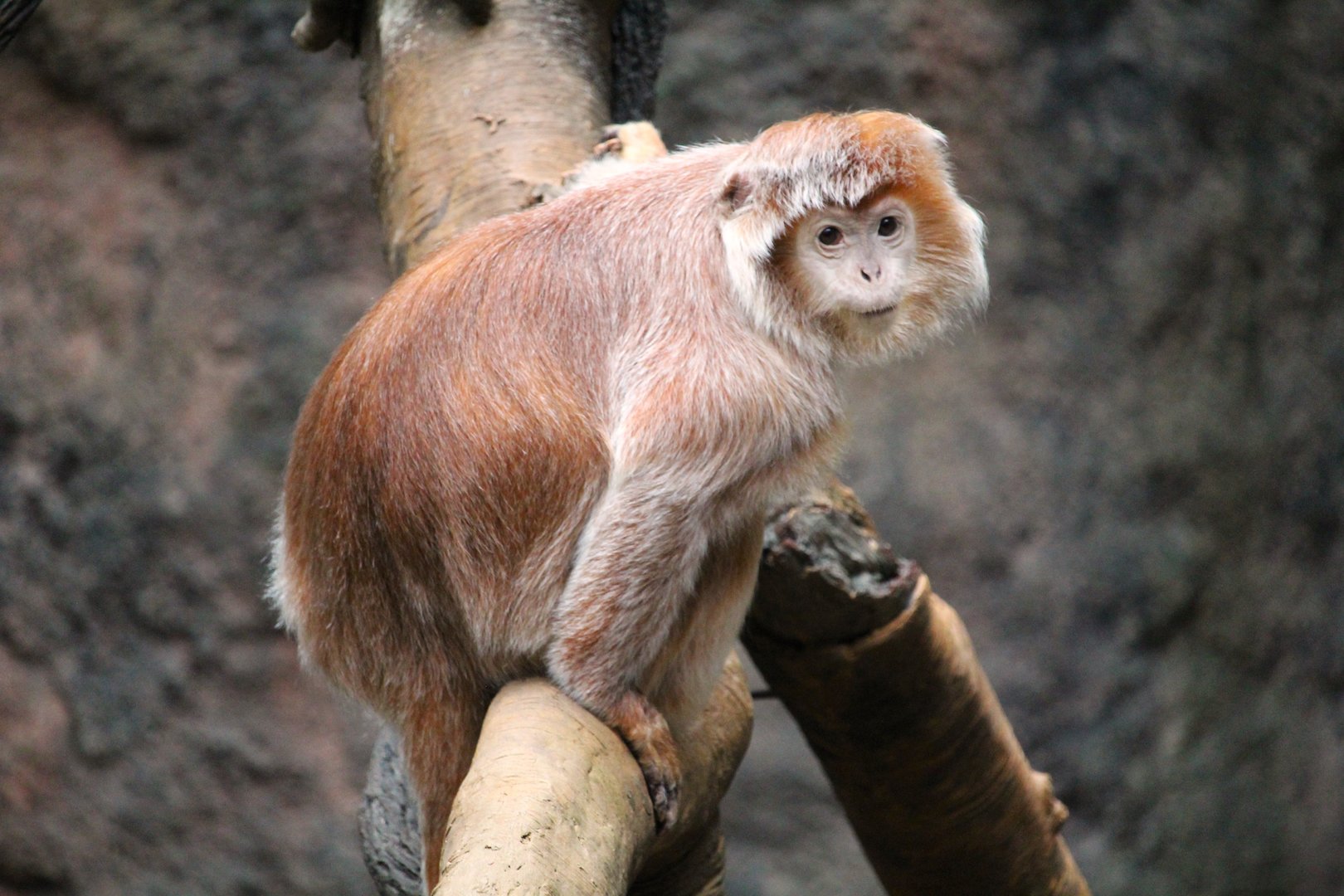 Wild Asia - JungleWorld - Javan Langur
