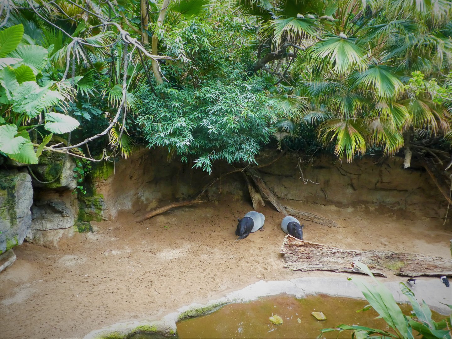 Wild Asia - JungleWorld - Malayan Tapir Exhibit
