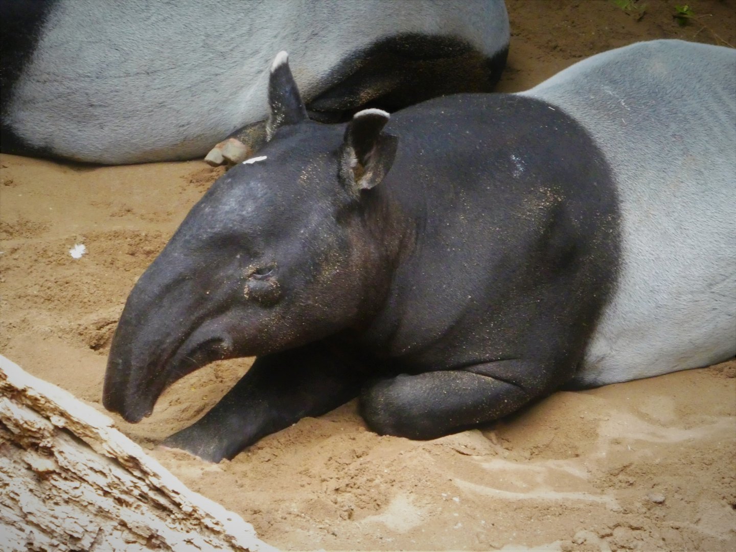 Wild Asia - JungleWorld - Malayan Tapir