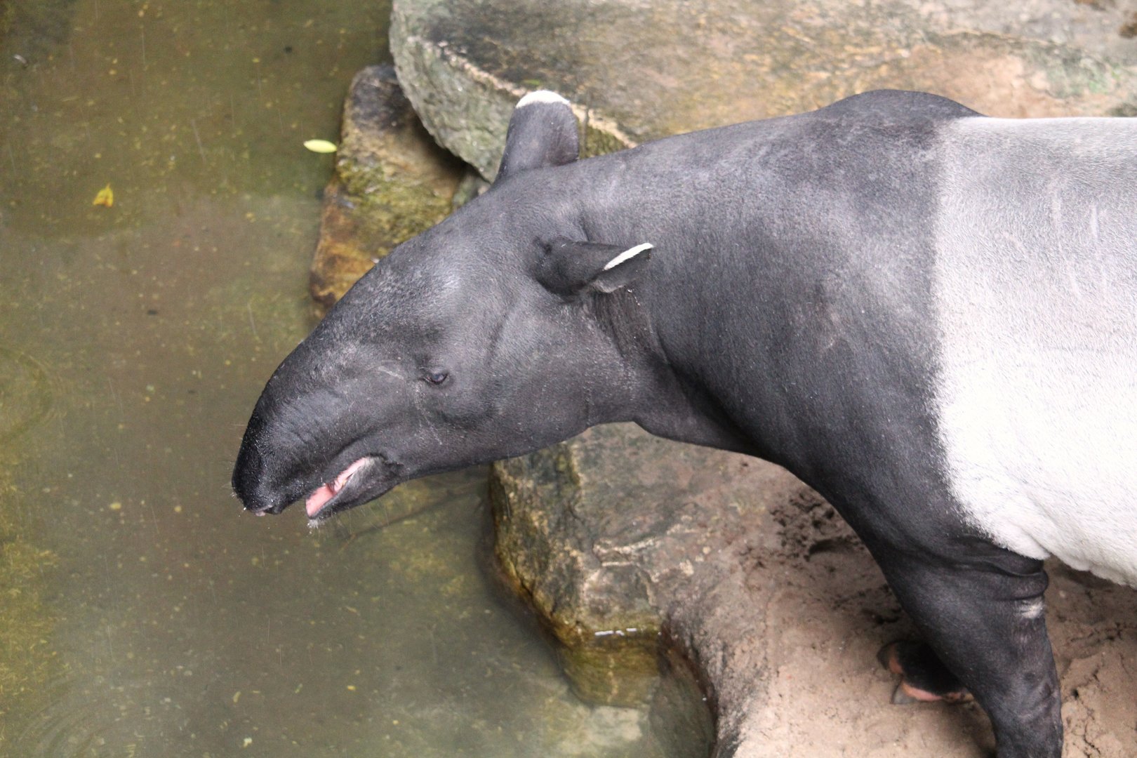 Wild Asia - JungleWorld - Malayan Tapir
