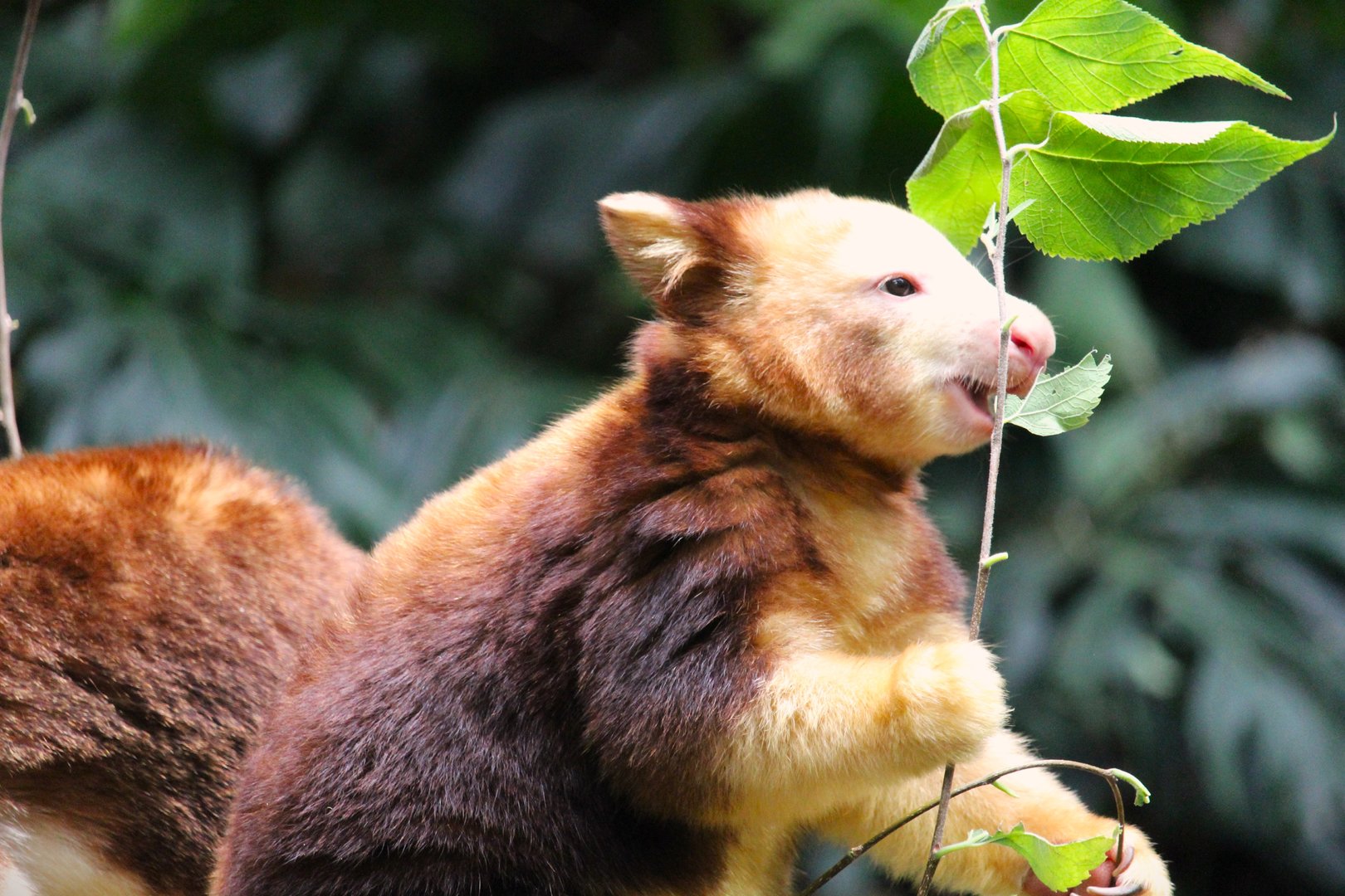 Wild Asia - JungleWorld - Matschie's Tree-Kangaroo Joey