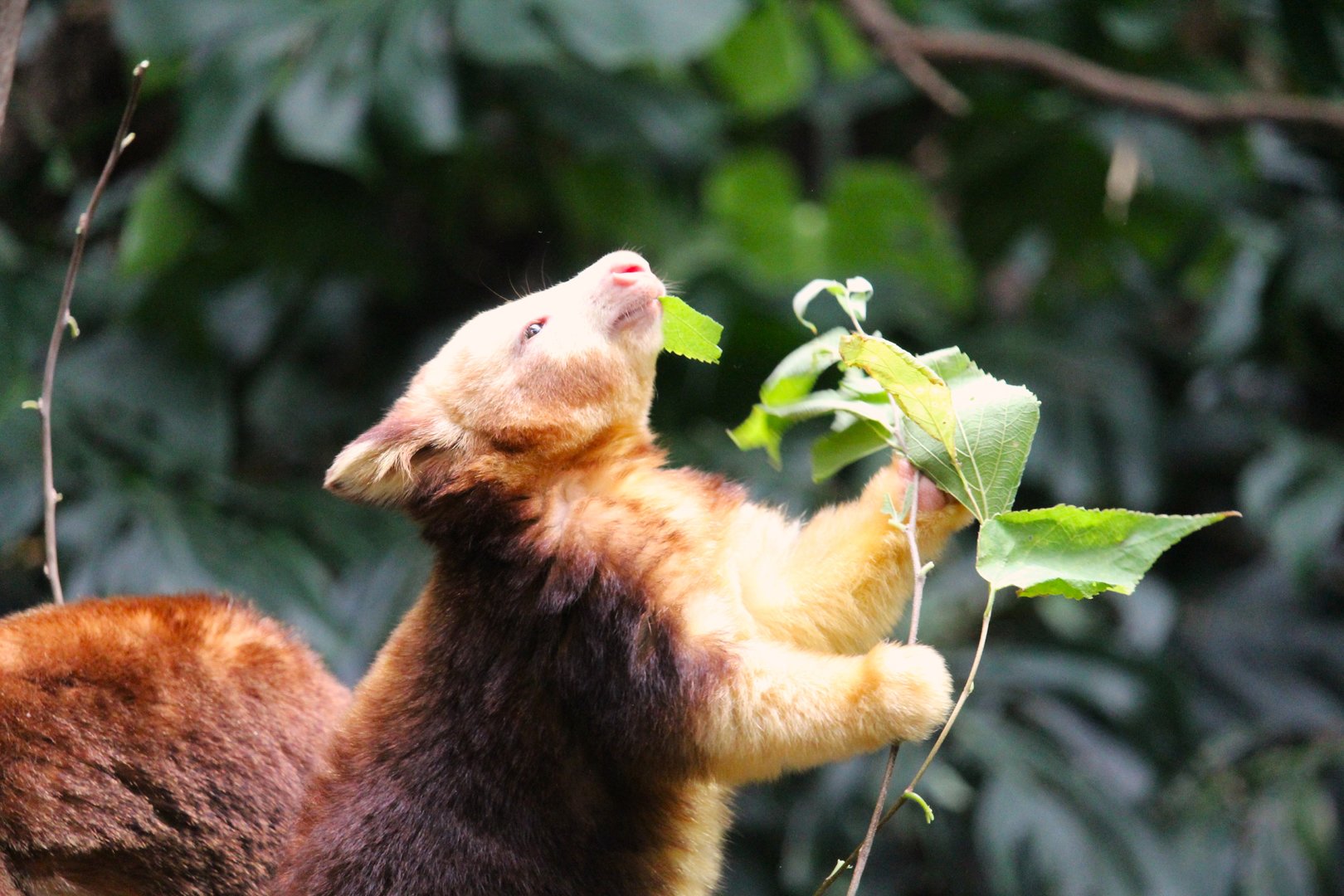 Wild Asia - JungleWorld - Matschie's Tree-Kangaroo Joey