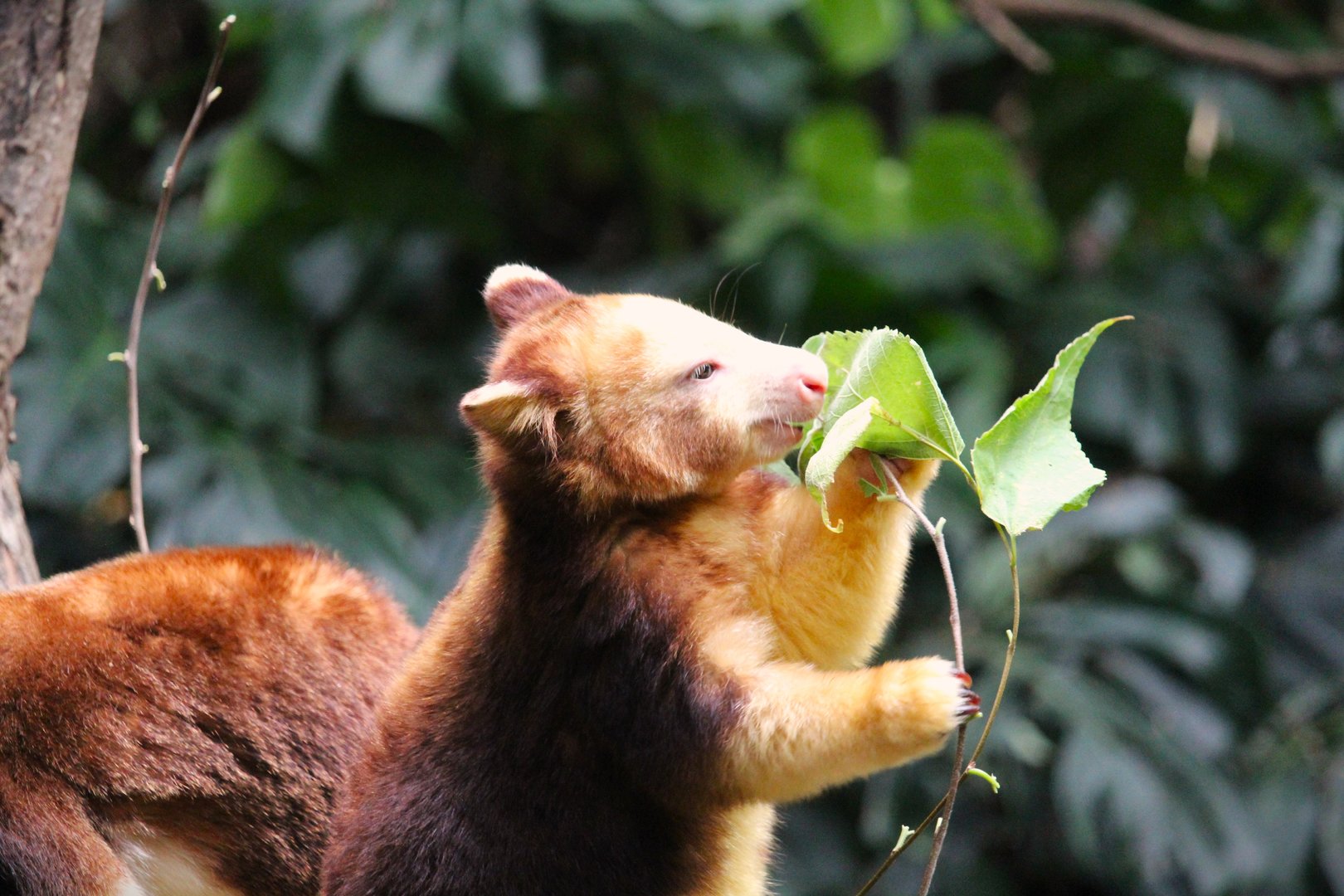 Wild Asia - JungleWorld - Matschie's Tree-Kangaroo Joey