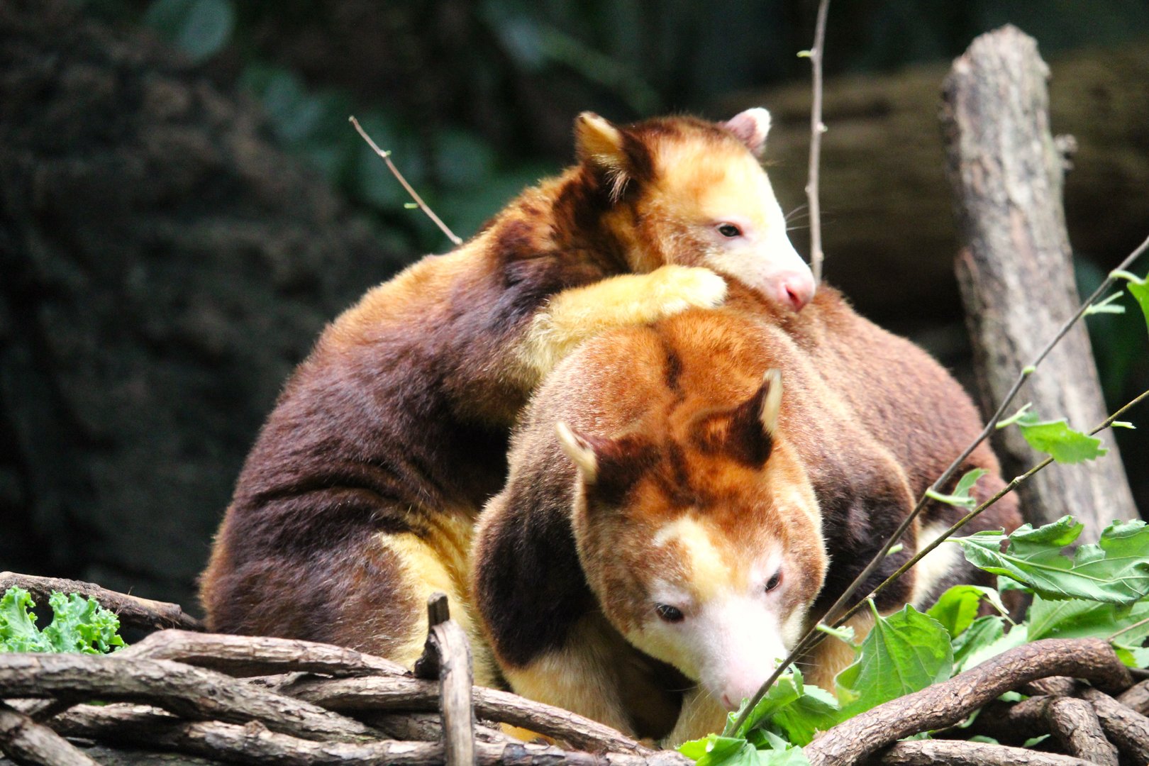Wild Asia - JungleWorld - Matschie's Tree-Kangaroo Mother and Joey