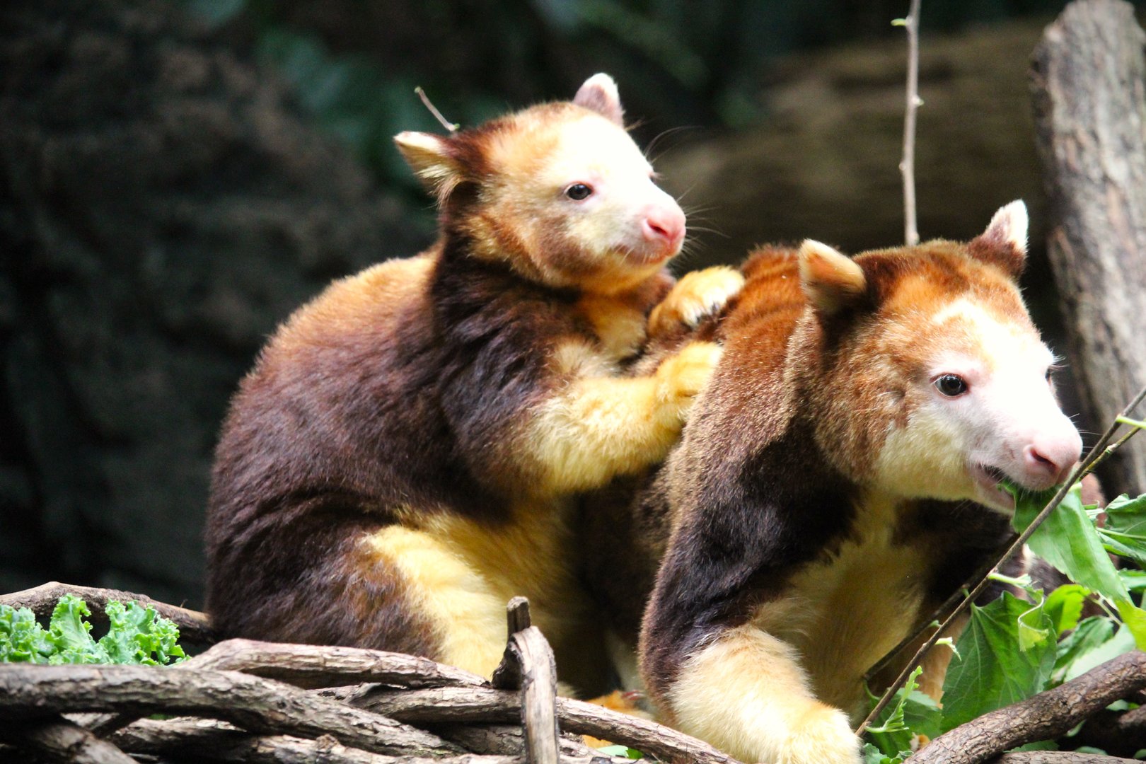 Wild Asia - JungleWorld - Matschie's Tree-Kangaroo Mother and Joey