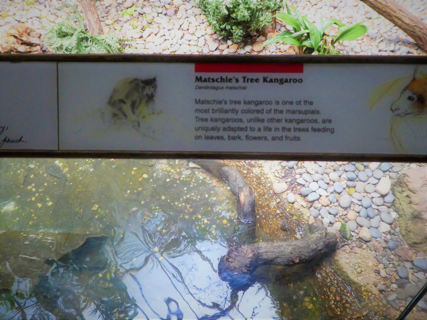 Wild Asia - JungleWorld - Matschie's Tree-Kangaroo Signage