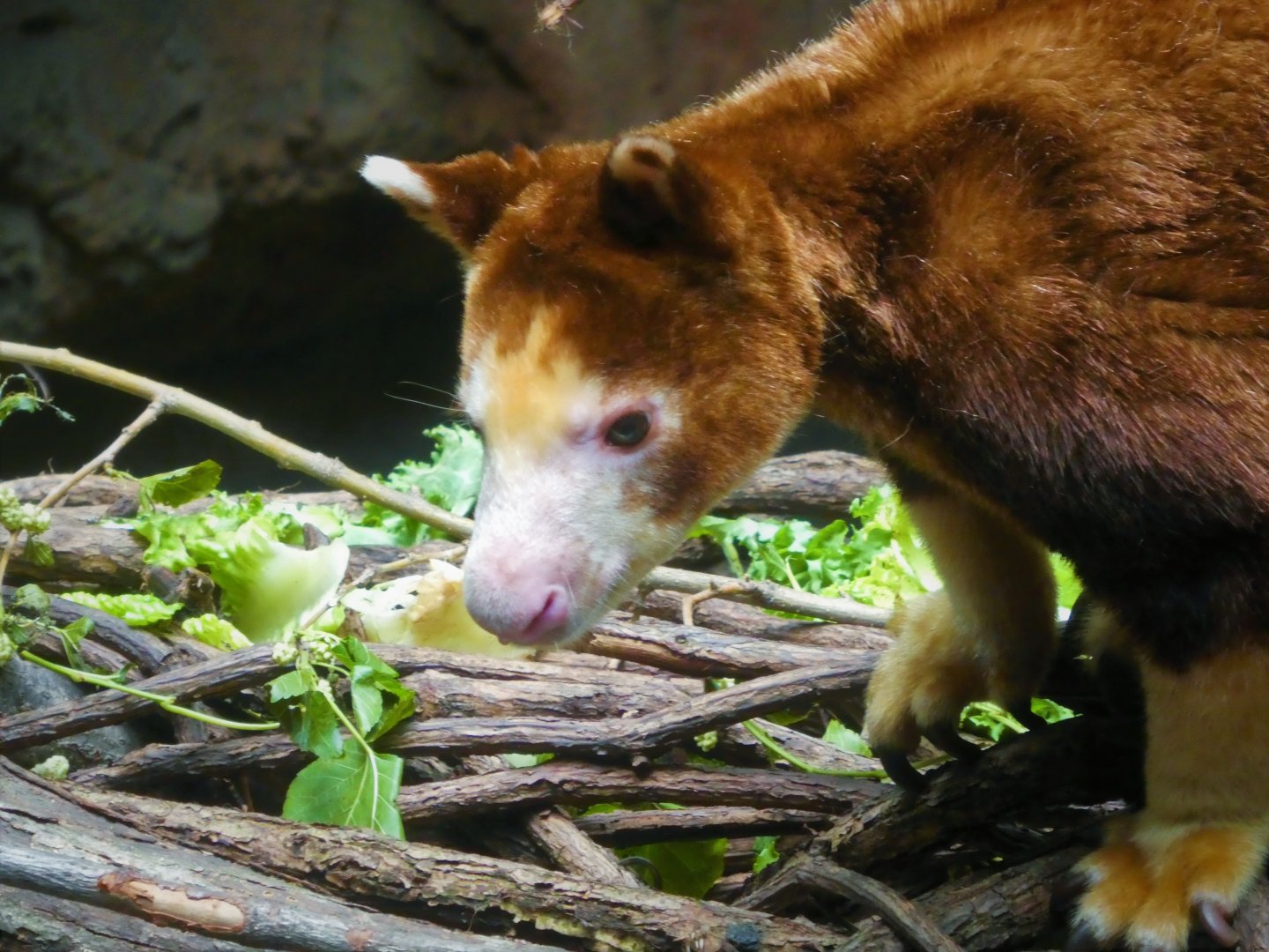 Wild Asia - JungleWorld - Matschie's Tree-Kangaroo