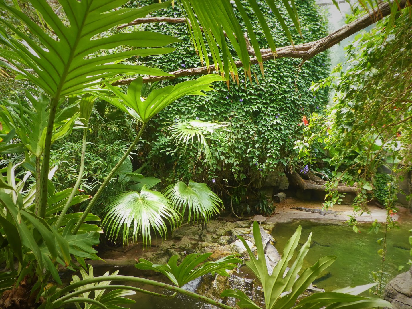 Wild Asia - JungleWorld - Mouse-Deer, Gharial, Turtles, and Fish Exhibit