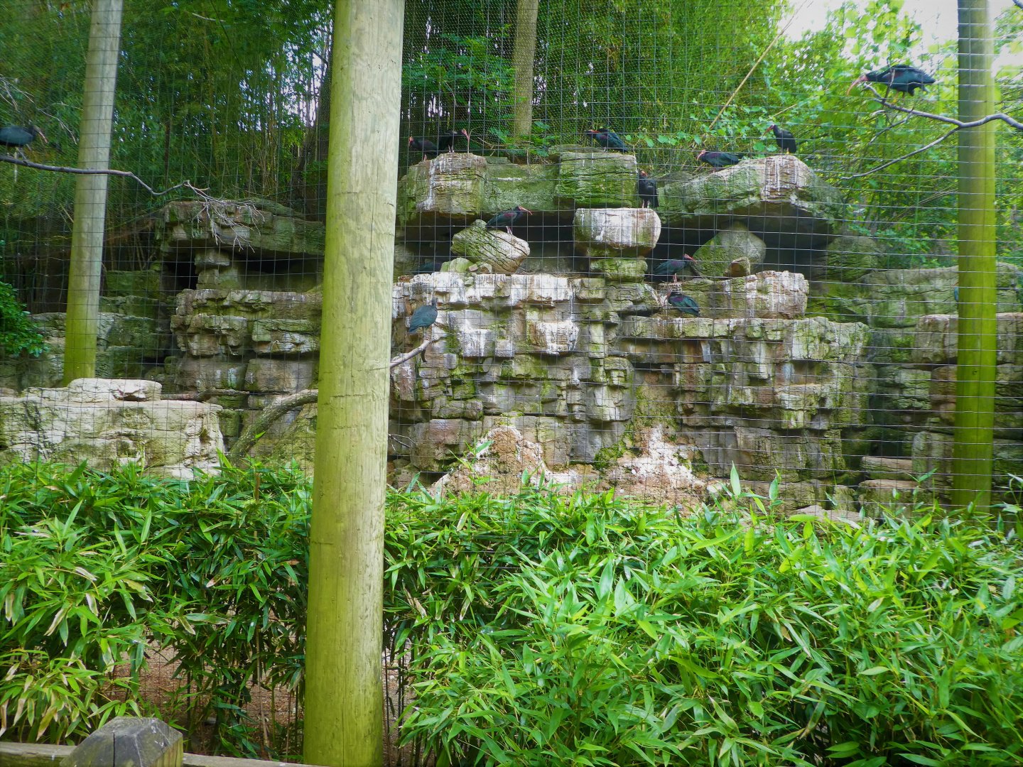 Wild Asia - JungleWorld - Northern Bald-Ibis Exhibit