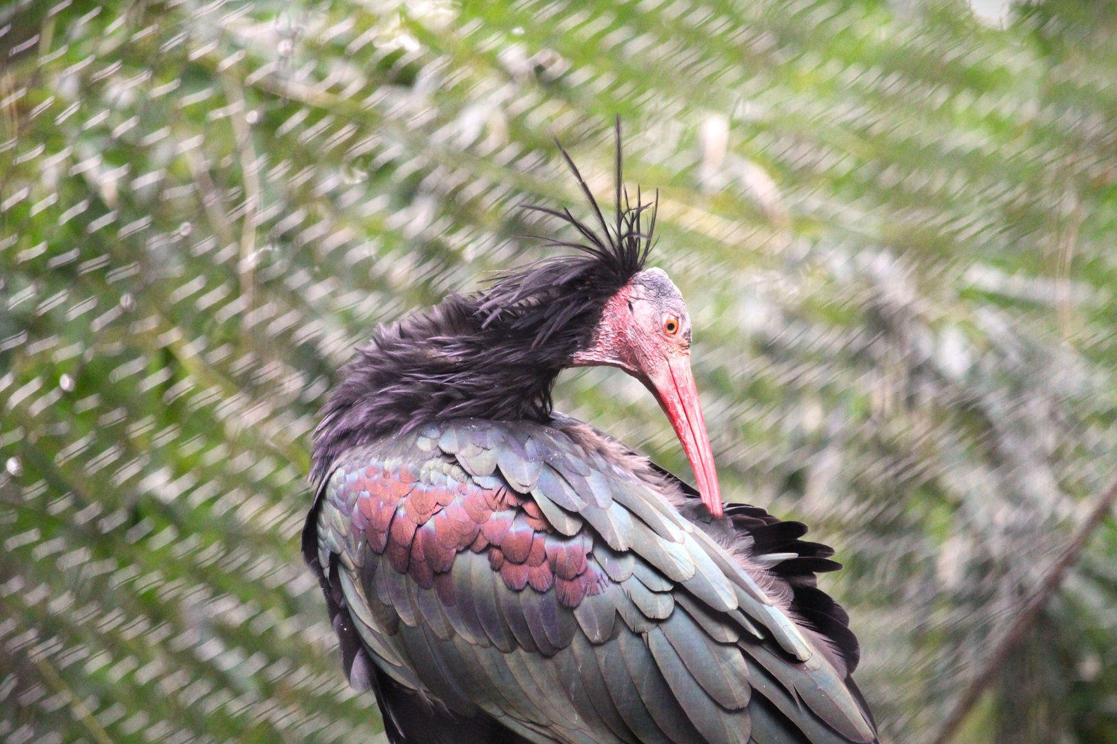 Wild Asia - JungleWorld - Northern Bald Ibis
