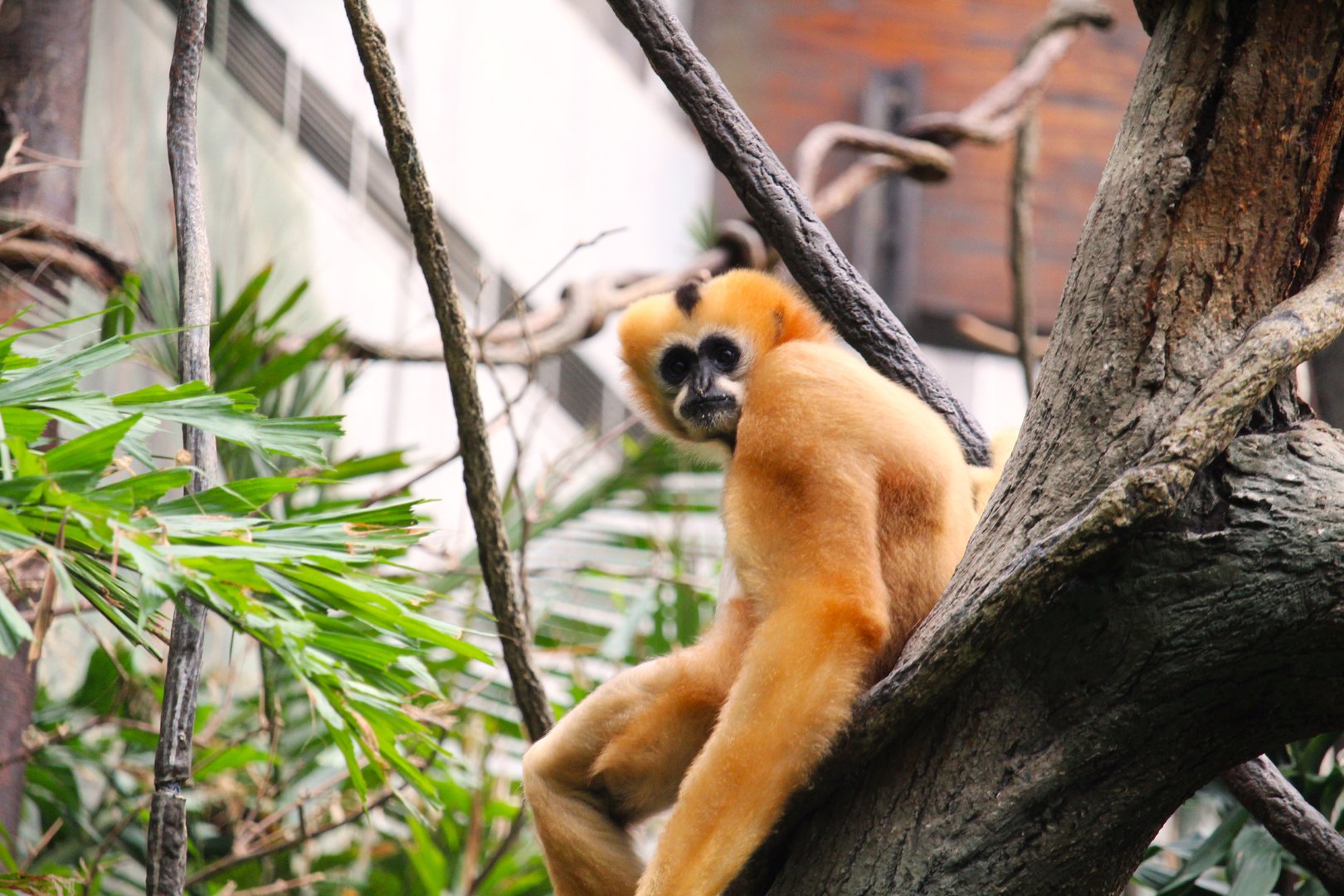 Wild Asia - JungleWorld - Northern White-cheeked Gibbon