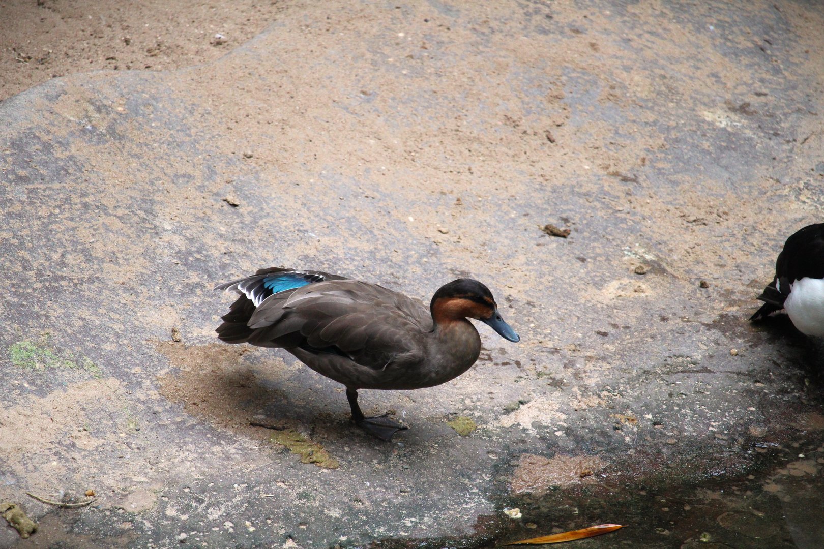 Wild Asia - JungleWorld - Philippine Duck