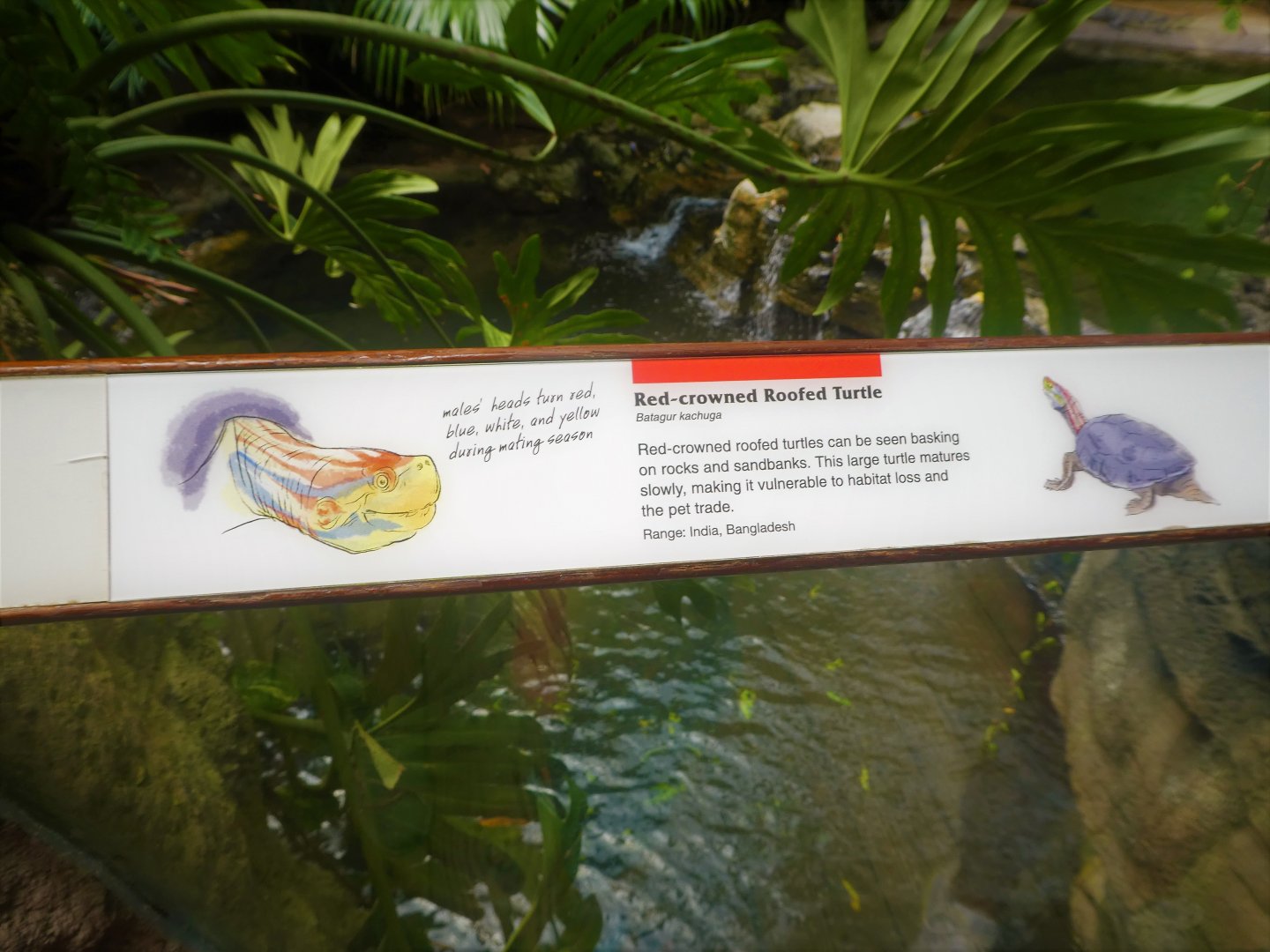 Wild Asia - JungleWorld - Red-crowned Roofed Turtle Signage