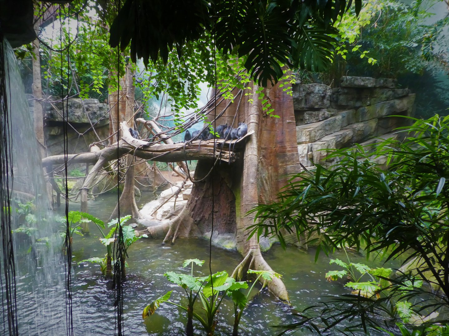 Wild Asia - JungleWorld - Silvery Lutung & Birds Exhibit