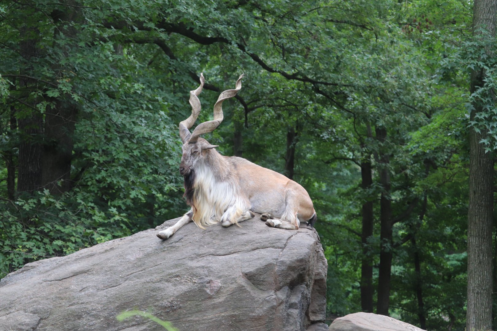 Wild Asia - Markhor