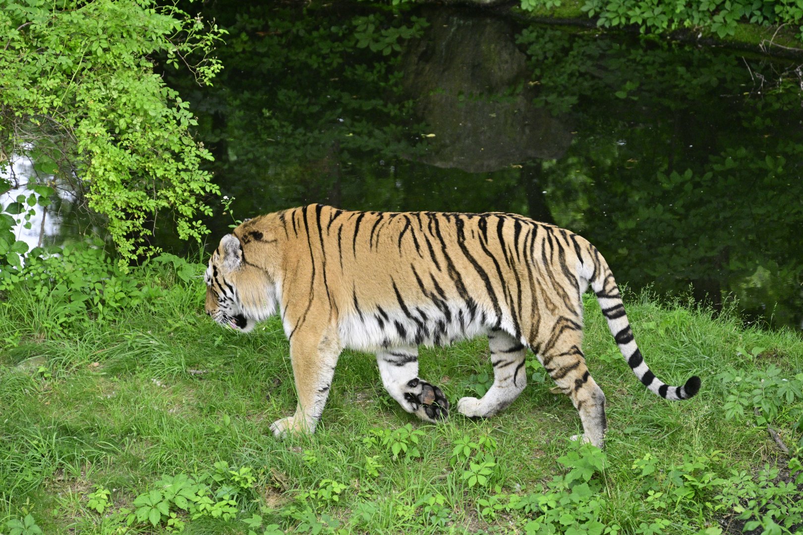 Wild Asia Monorail - Amur Tiger (Panthera tigris altaica)