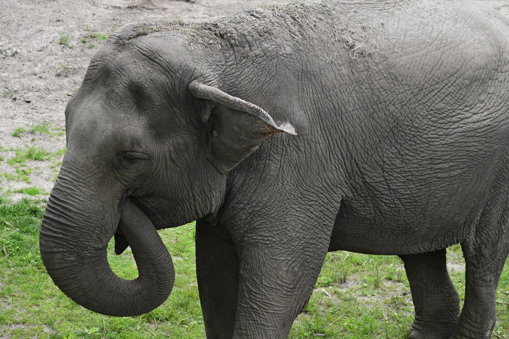 Wild Asia Monorail - Asian Elephant (Elephas maximus)