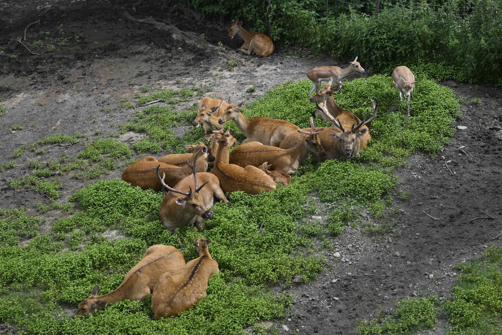 Wild Asia Monorail - Barasinghas (Rucervus duvaucelii) and Blackbuck (Antilope cervicapra)