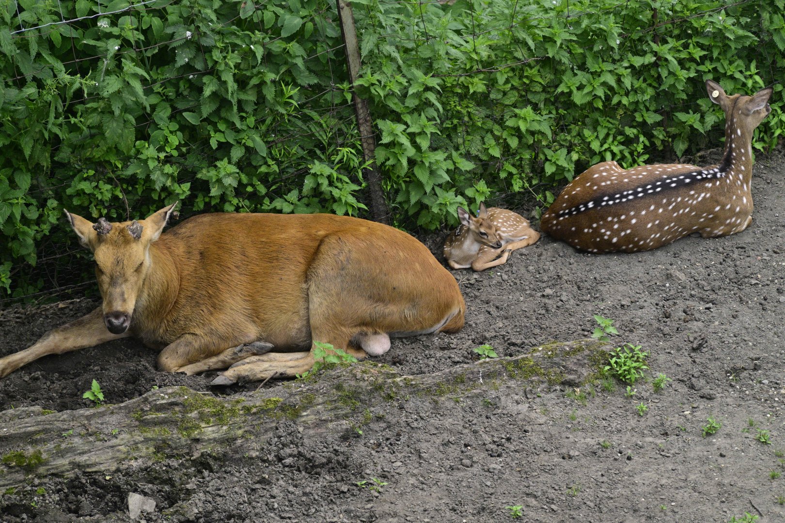 Wild Asia Monorail - Chital (Axis axis) and Barasingha (Rucervus duvaucelii)?