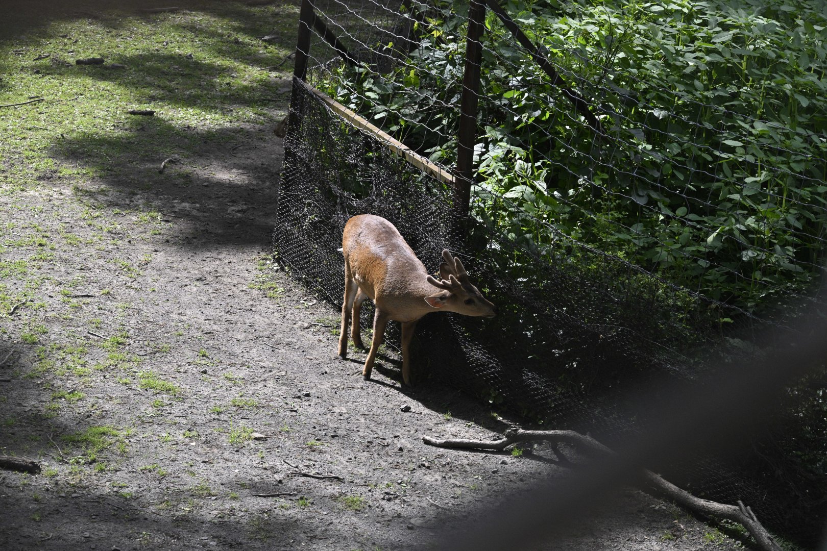Wild Asia Monorail - Common Hog Deer (Axis porcinus)