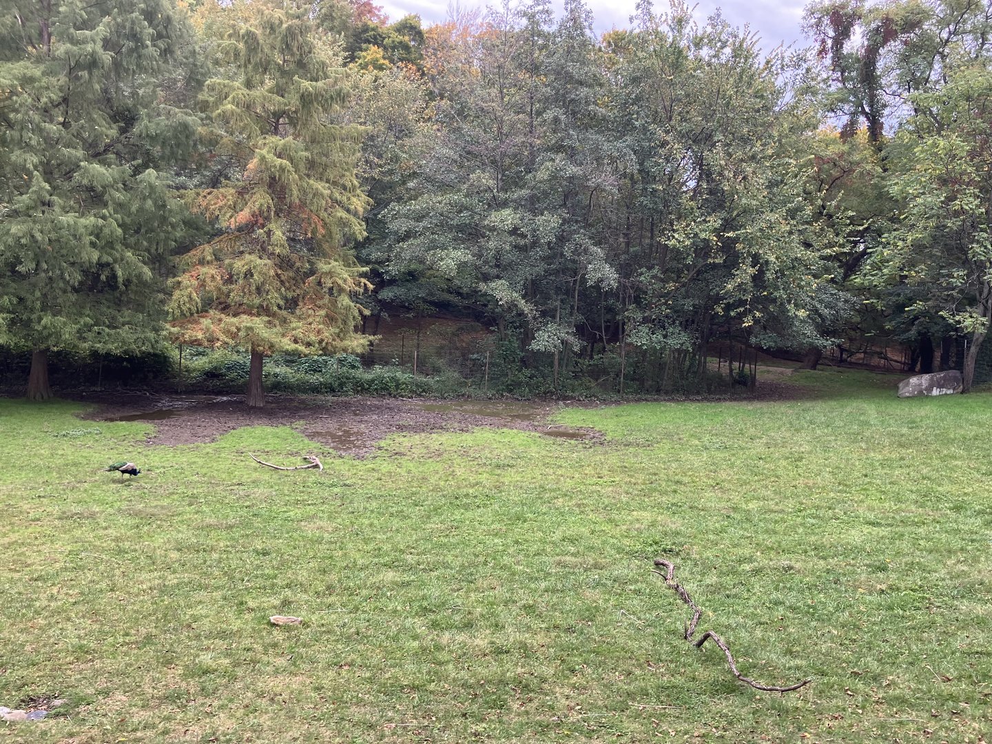 Wild Asia Monorail - Exhibit #1