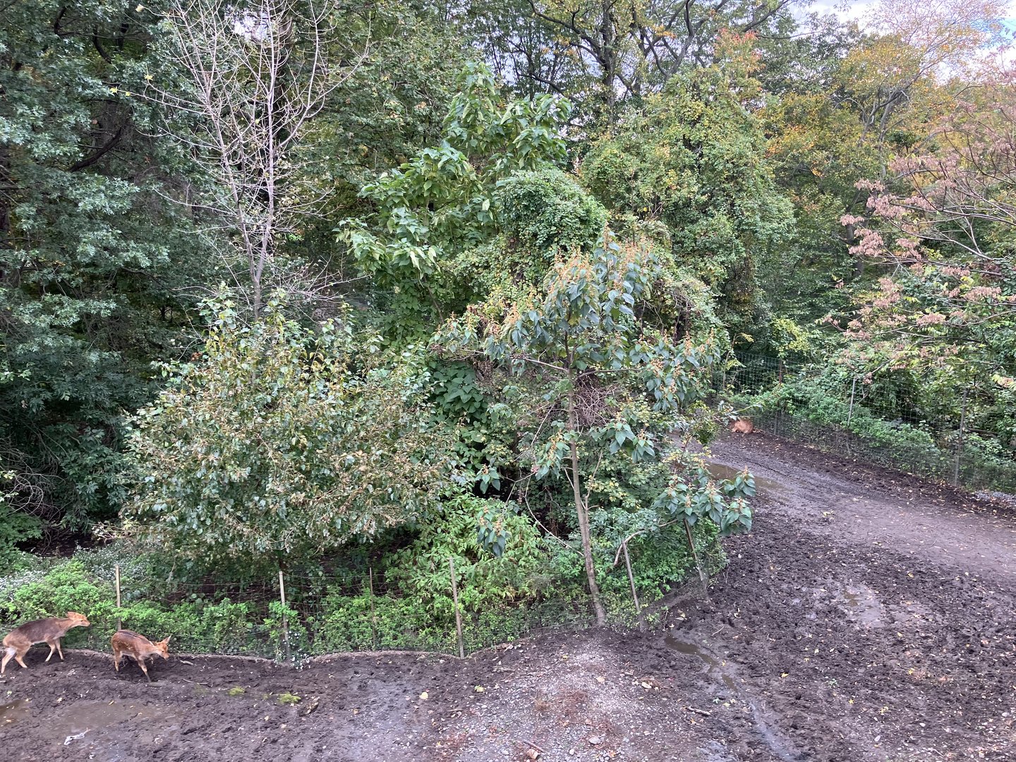 Wild Asia Monorail - Exhibit #1