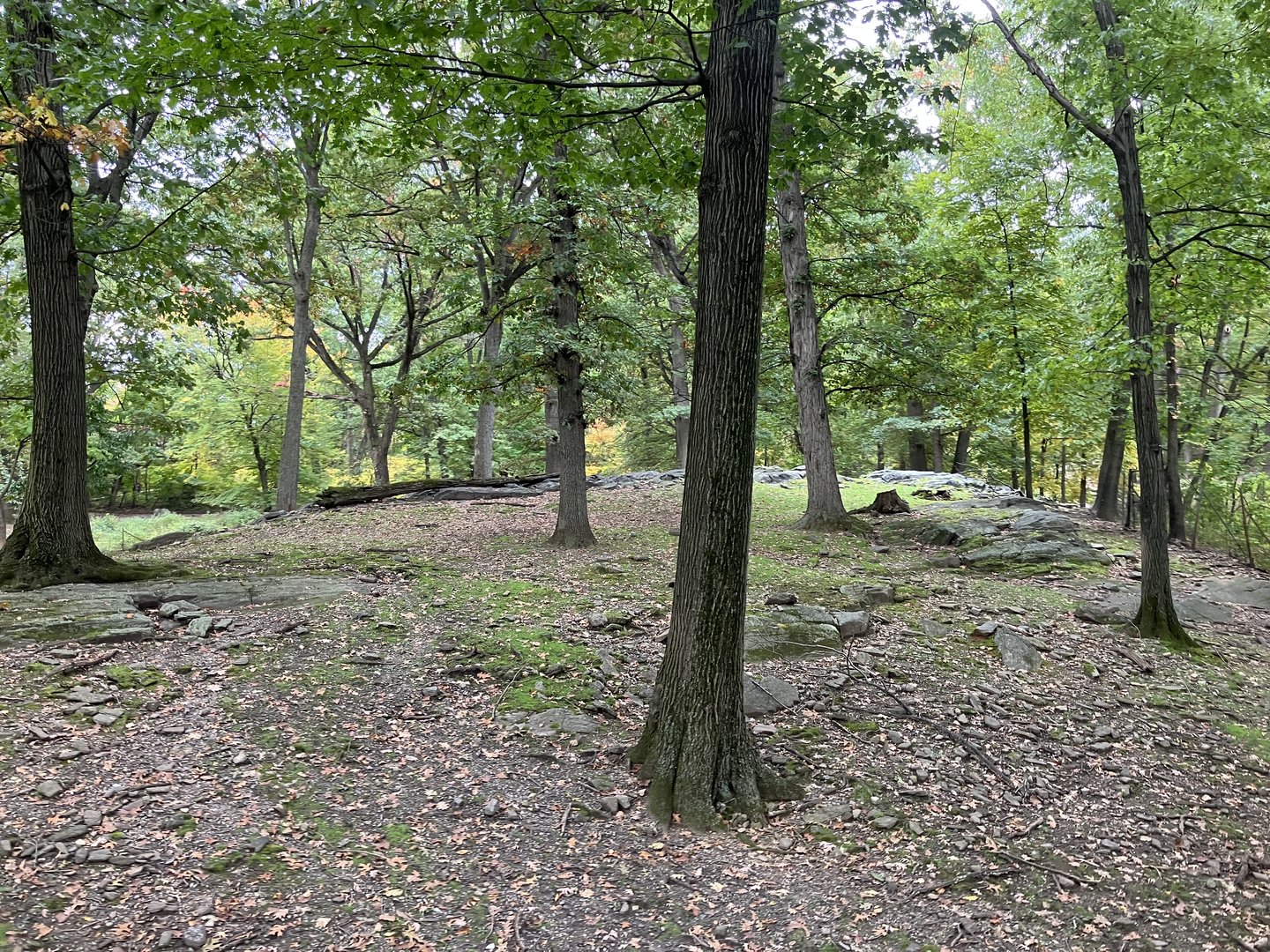 Wild Asia Monorail - Exhibit #8