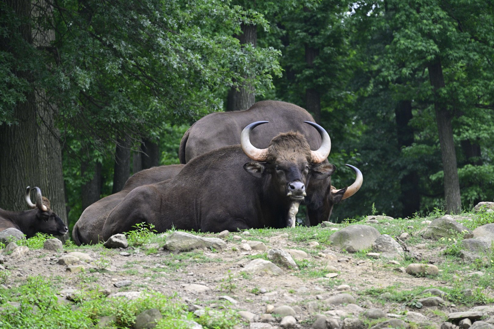 Wild Asia Monorail - Gaur (Bos gaurus)