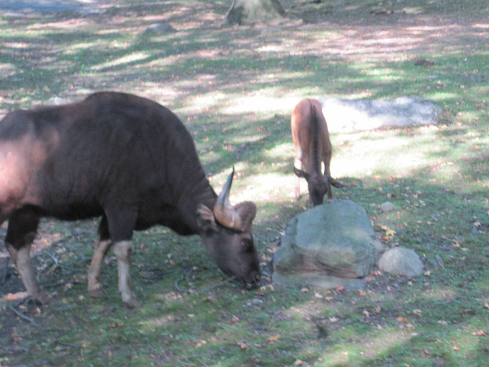 Wild Asia Monorail- Gaur Calf