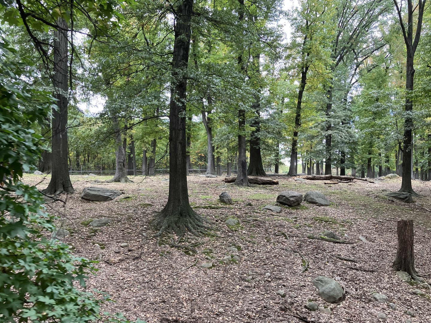 Wild Asia Monorail - Gaur/Eld’s Deer Exhibit