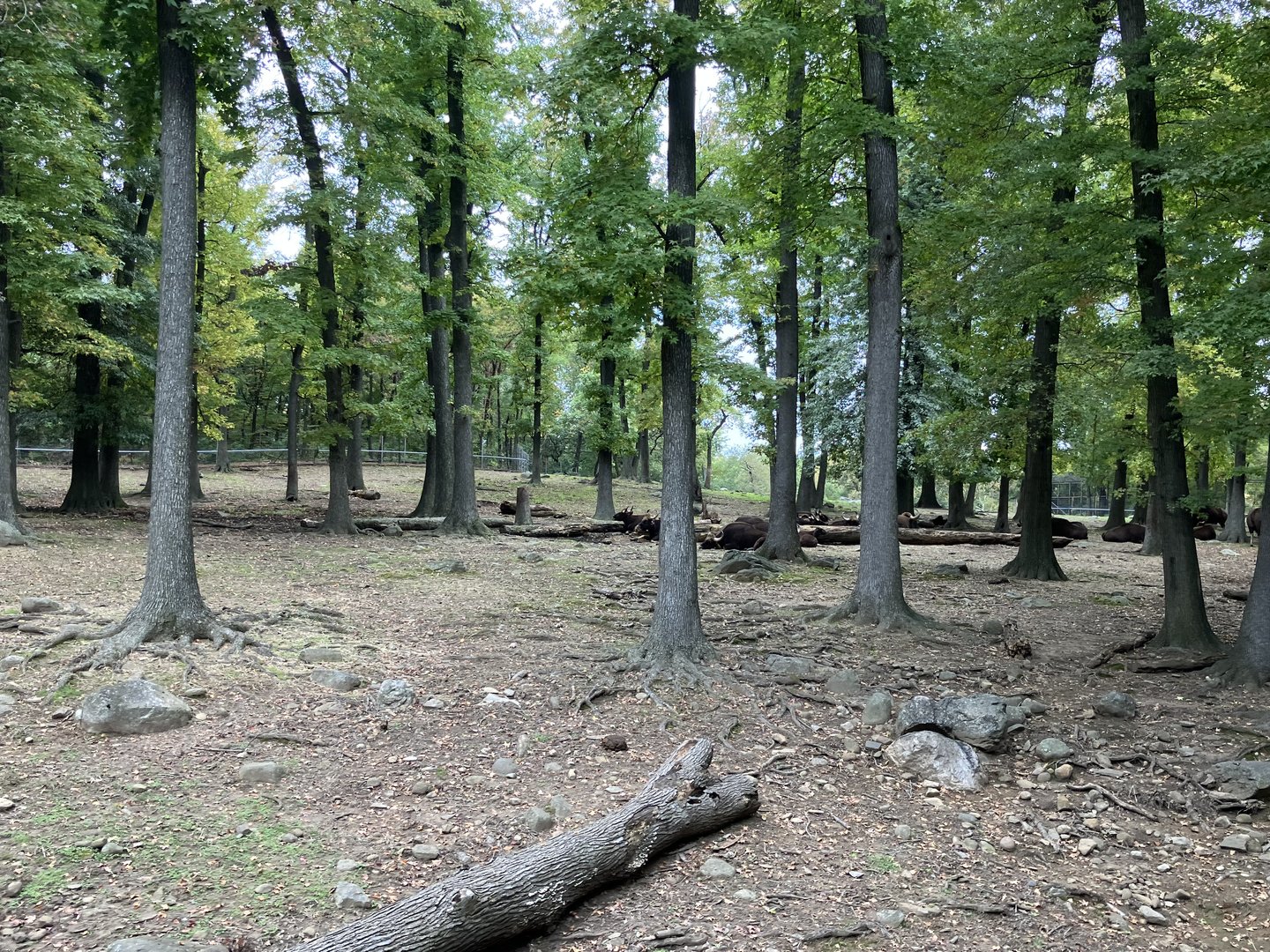 Wild Asia Monorail - Gaur/Eld’s Deer Exhibit
