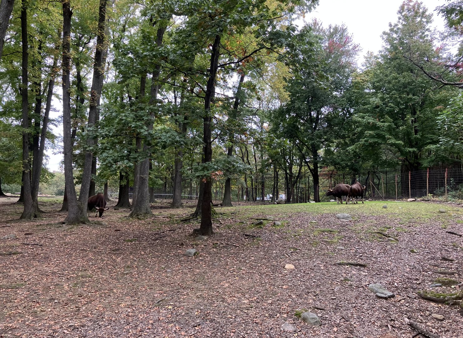 Wild Asia Monorail - Gaur/Eld’s Deer Exhibit