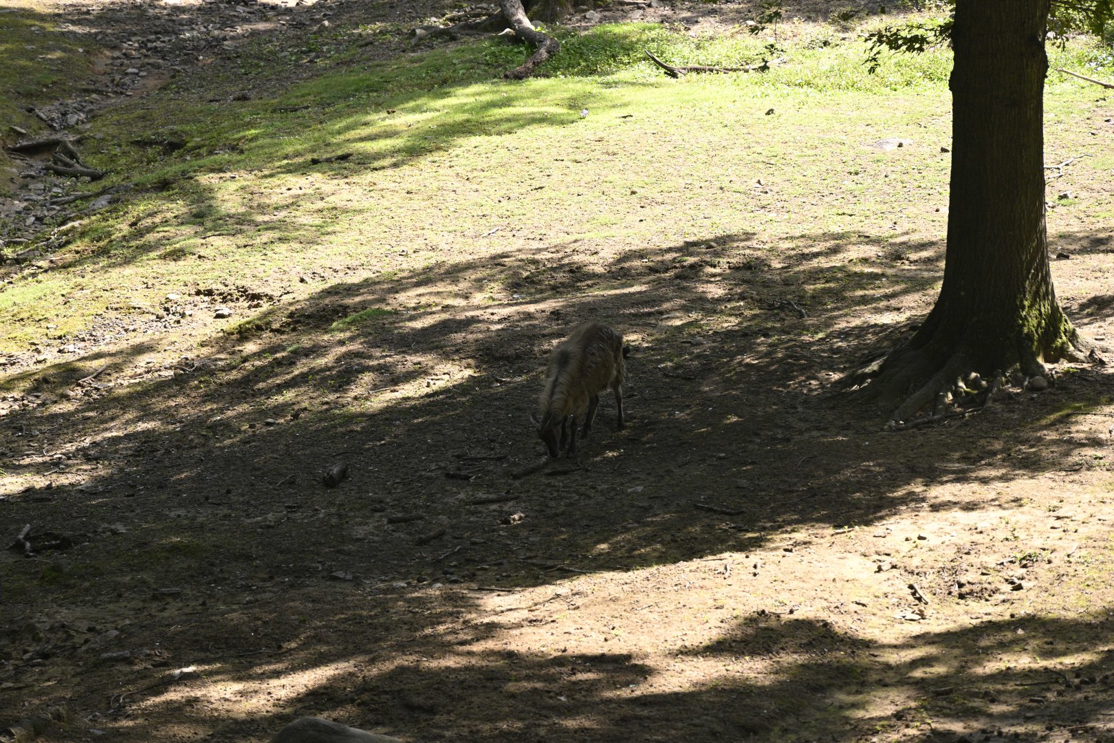 Wild Asia Monorail - Himalayan Tahr (Hemitragus jemlahicus)
