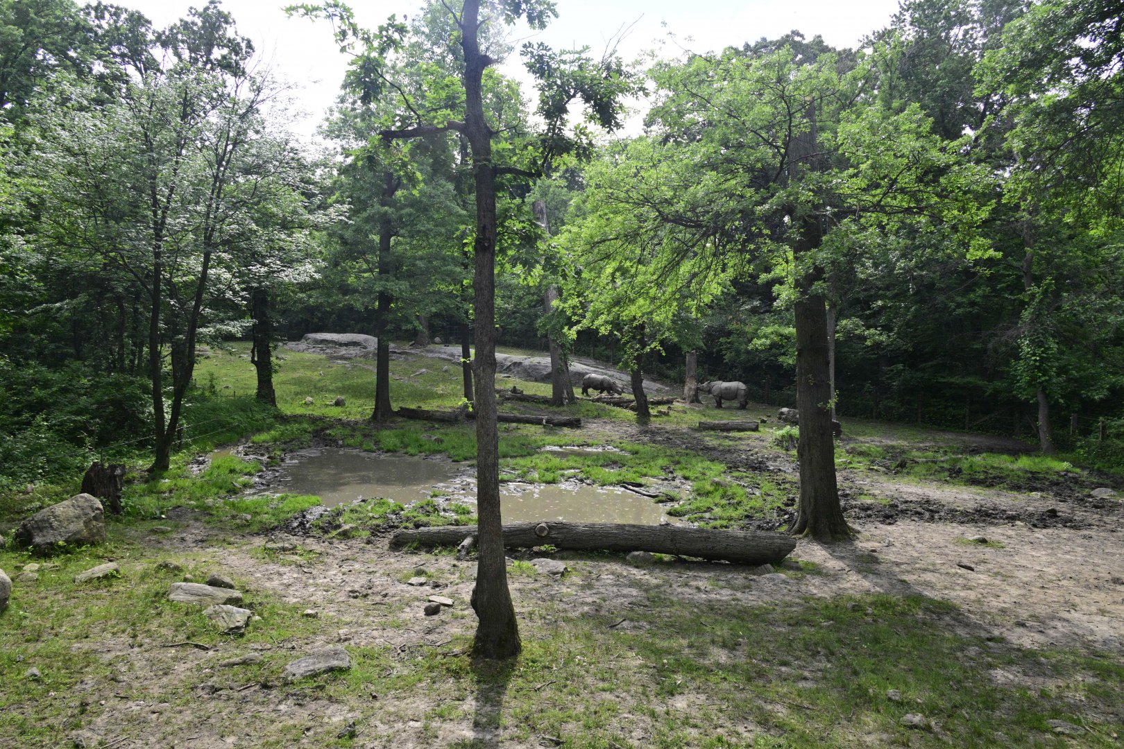 Wild Asia Monorail - Indian Rhinoceros (Rhinoceros unicornis) Exhibit