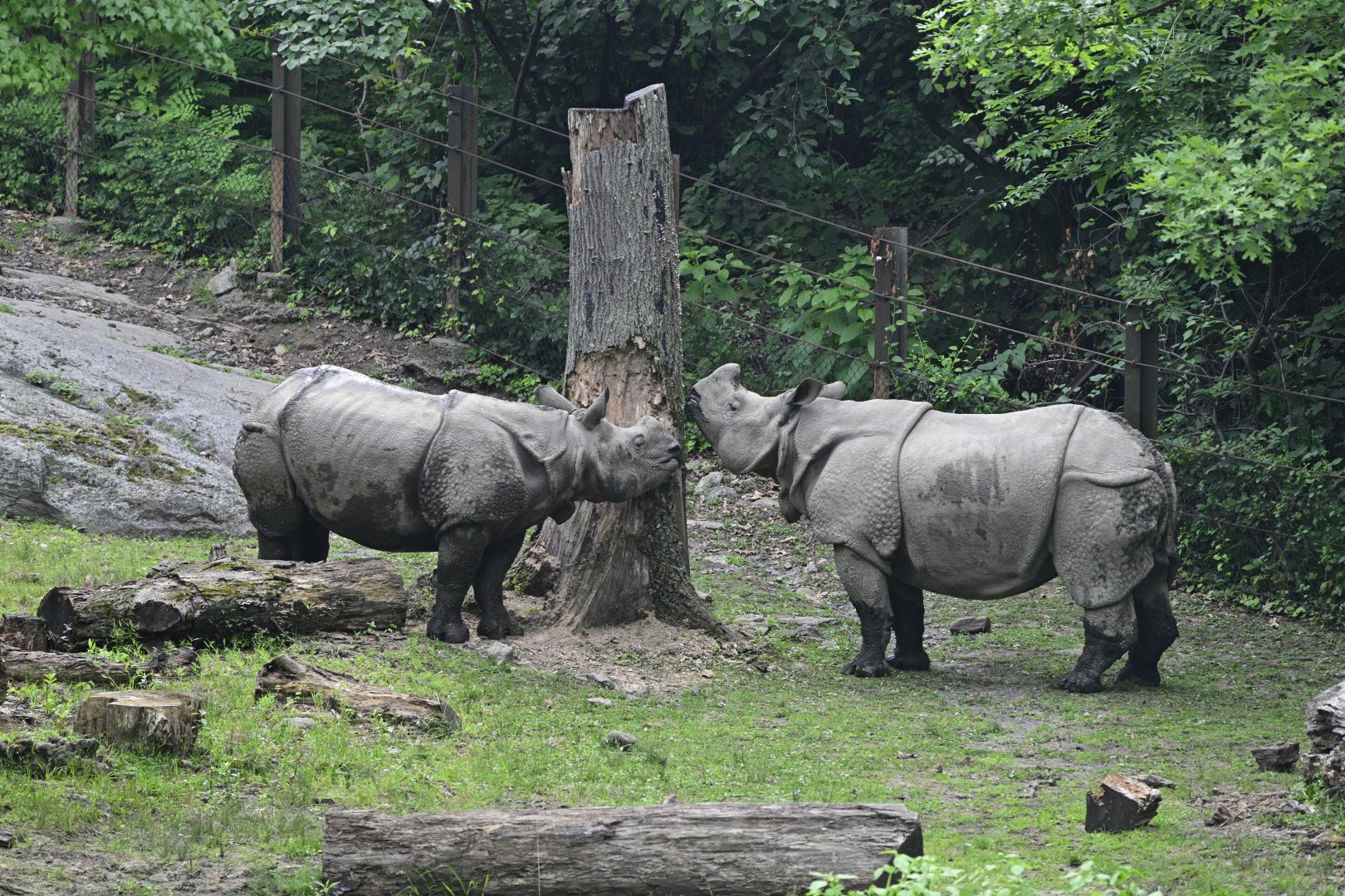 Wild Asia Monorail - Indian Rhinoceros (Rhinoceros unicornis)
