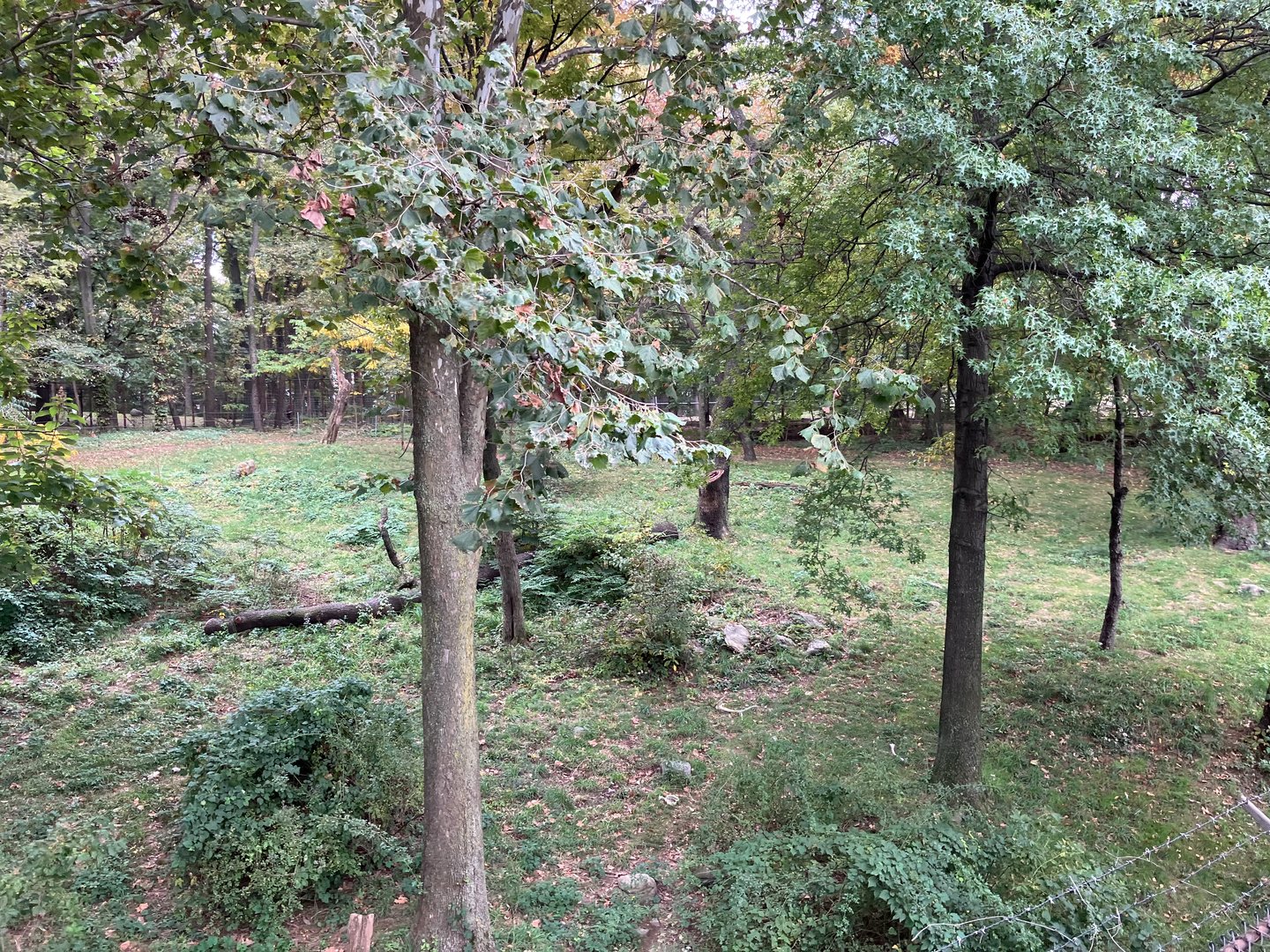 Wild Asia Monorail - Mainland Tiger Exhibit